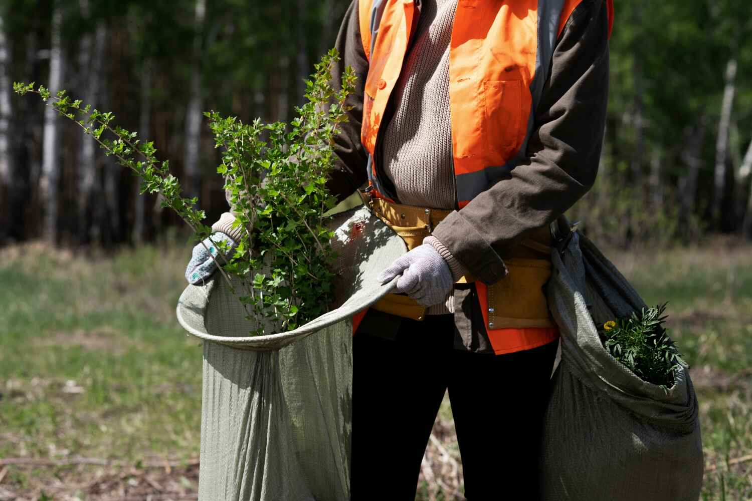 Tree Health Inspection in Carrier Mills, IL